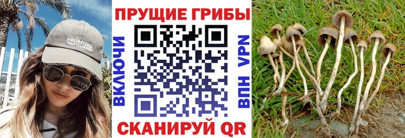 Псилоцибиновые грибы GOLDEN TEACHER  нарко площадка формула  Саяногорск  купить наркотики цена 
